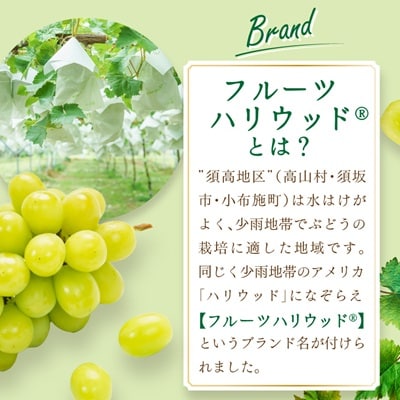 【2026年9～10月発送】JAながの　須高産　シャインマスカット　約1.2kg　2～3房入り