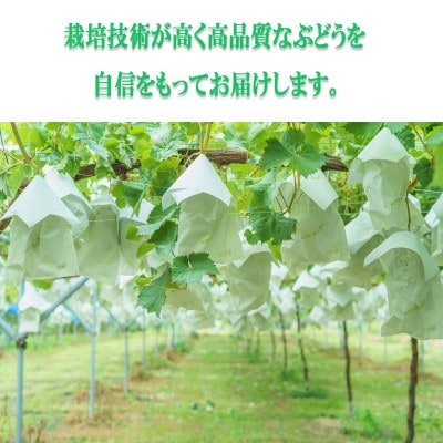 【2024年9月以降発送】信州高山　シャインマスカット1.2kg以上　2～3房入り