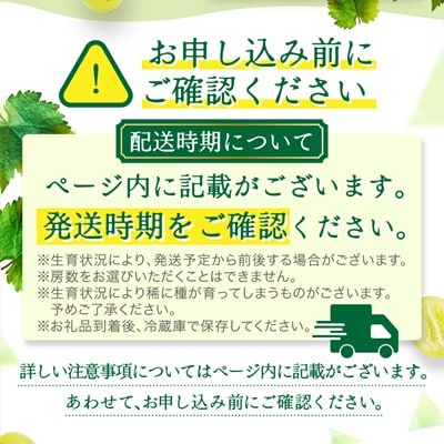 【2026年9～10月発送】JAながの　須高産　シャインマスカット　約1.2kg　2～3房入り