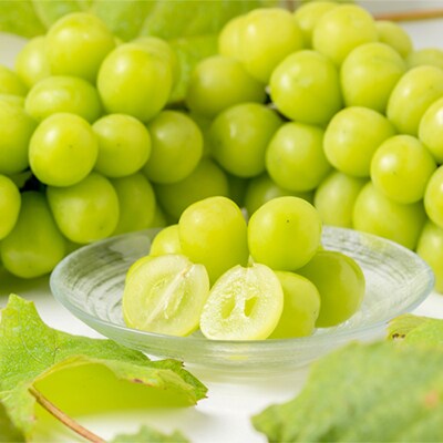 【2026年発送】シャインマスカット4～5房(2kg以上)