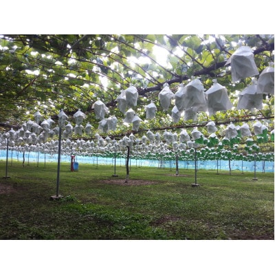 【2025年11月発送予定】シャインマスカットとクイーンルージュ計1kg 長野県産