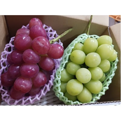 【2025年11月発送予定】シャインマスカットとクイーンルージュ計1kg 長野県産