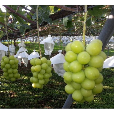 【2025年12月下旬発送予定】シャインマスカット 計1kg