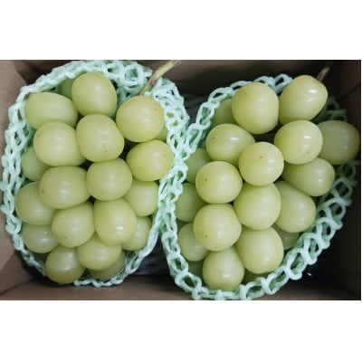 【2025年12月下旬発送予定】シャインマスカット 計1kg