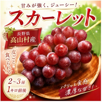 長野県高山村産「スカーレット」約1kg(2～3房)|種なし皮ごと食べられる希少ぶどう