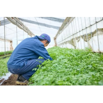 信州高山村産フレッシュハーブの詰め合わせセット(3～6種類)