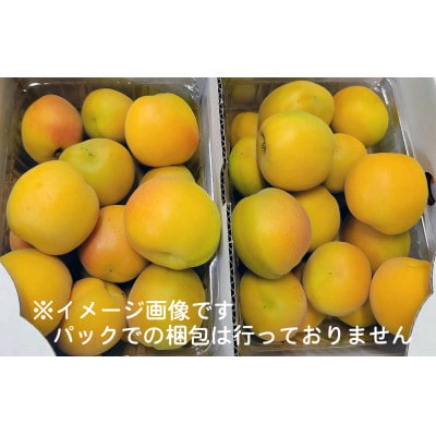 6月下旬より順次予定☆【新鮮朝採り】信州髙山村産 あんず(杏)生食で丸かじり ニコニコット1.8kg