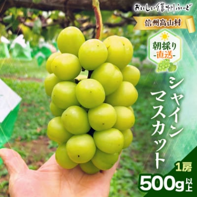 『2026年発送 先行受付』 信州高山村【新鮮朝採り 農家直送】 シャインマスカット ひと房