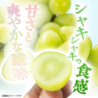 『2026年発送 先行受付』 信州高山村【新鮮朝採り 農家直送】 シャインマスカット ひと房
