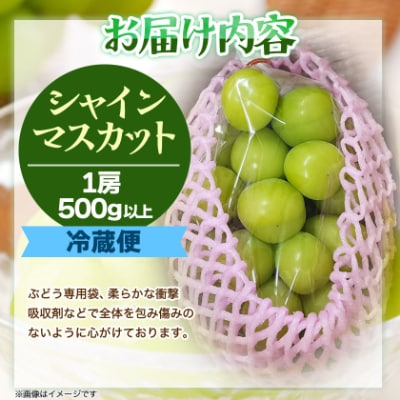 『2026年発送 先行受付』 信州高山村【新鮮朝採り 農家直送】 シャインマスカット ひと房