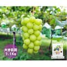 信州高山村【新鮮朝採り】シャインマスカット 2房1.1kg以上! 2025年9月中旬より発送予定
