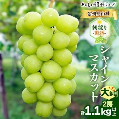 『2026年発送 先行受付』信州高山村【新鮮朝採り】シャインマスカット 2房1.1kg以上!