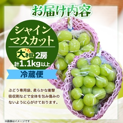 『2026年発送 先行受付』信州高山村【新鮮朝採り】シャインマスカット 2房1.1kg以上!