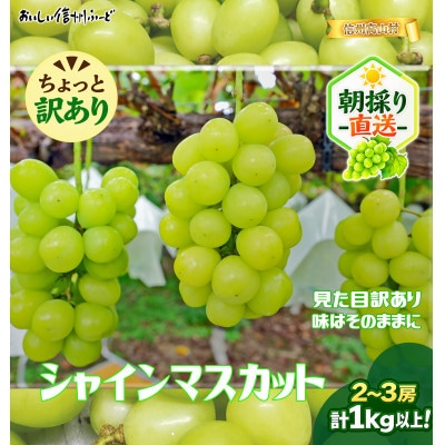 ちょっと訳あり 信州産 新鮮朝採りシャインマスカット 2～3房1kg　2026年9月下旬より発送予定