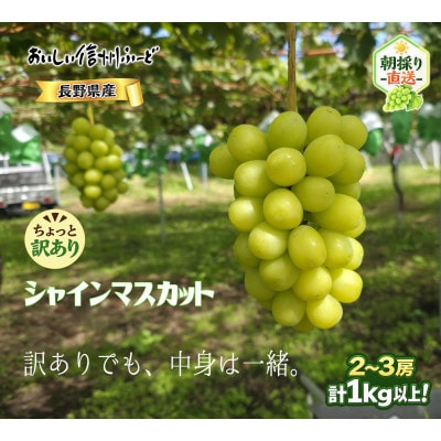 ちょっと訳あり 信州産 新鮮朝採りシャインマスカット 2～3房1kg　2026年9月下旬より発送予定