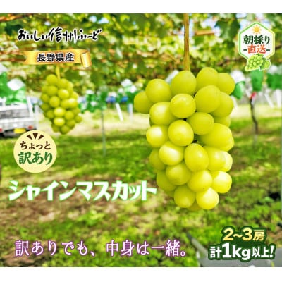 ちょっと訳あり 信州産 新鮮朝採りシャインマスカット 2～3房1kg　2026年9月下旬より発送予定