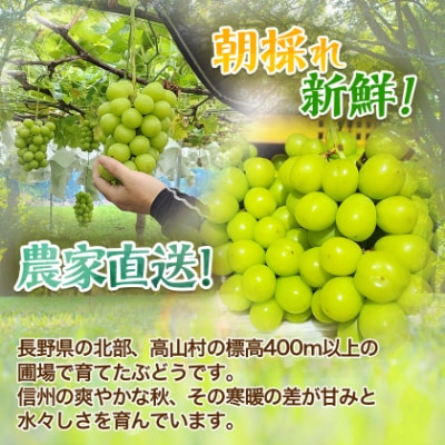 『2026年発送 先行受付』 ちょっと訳あり 信州産 新鮮朝採りシャインマスカット 2～3房1kg