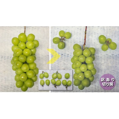 訳あり 信州産【新鮮朝採り】シャインマスカット 切り房 1.5kg以上 2025年9月中旬～発送予定