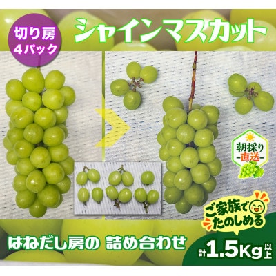 【新鮮朝採り】シャインマスカット《切り房 4パック》 1.5kg以上! 2026年9月下旬より発送