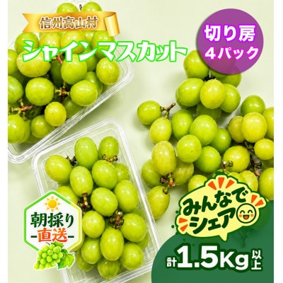 【新鮮朝採り】シャインマスカット《切り房 4パック》 1.5kg以上! 2026年9月下旬より発送