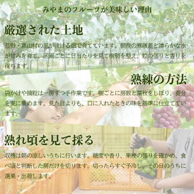 ふじりんご 5kg(13～18玉)|常温配送・2025年12月以降発送|長野県高山村産