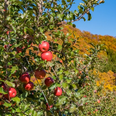 ふじりんご 5kg(13～18玉)|常温配送・2025年12月以降発送|長野県高山村産