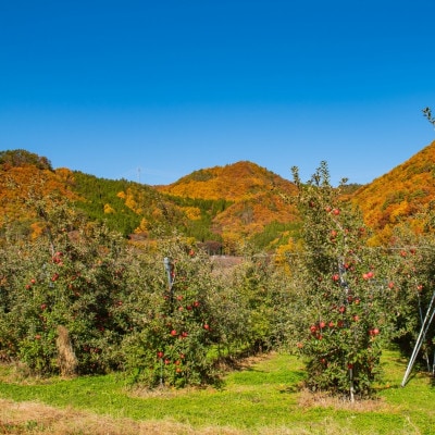 ふじりんご 5kg(13～18玉)|常温配送・2025年12月以降発送|長野県高山村産