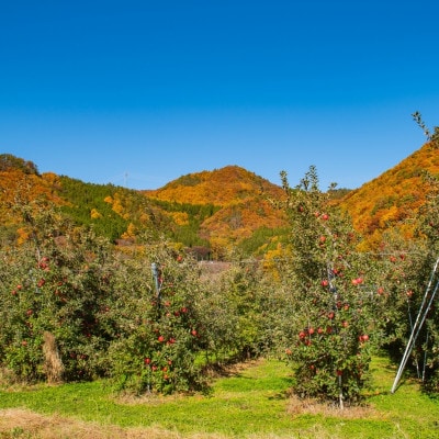 ふじりんご 10kg(26～36玉)|常温配送・2025年12月以降発送|長野県高山村産