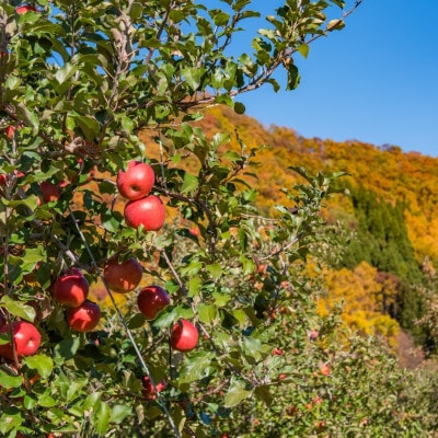 ふじりんご 10kg(26～36玉)|常温配送・2025年12月以降発送|長野県高山村産