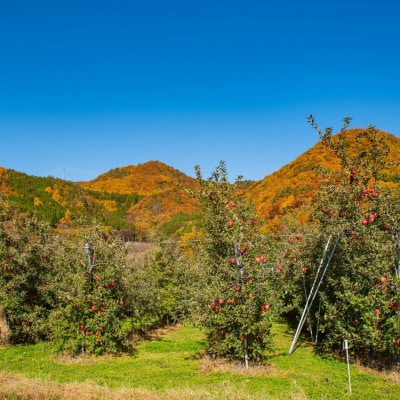 訳ありりんご 5kg(13～18玉)|常温配送・2025年12月以降発送|長野県高山村産