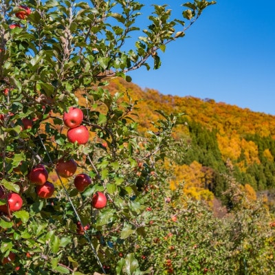 訳ありりんご 5kg(13～18玉)|常温配送・2025年12月以降発送|長野県高山村産