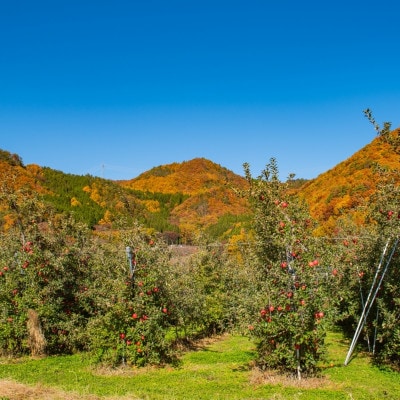 訳ありりんご 10kg(26～36玉)|常温配送・2025年12月以降発送|長野県高山村産