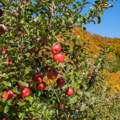 訳ありりんご 10kg(26～36玉)|常温配送・2025年12月以降発送|長野県高山村産