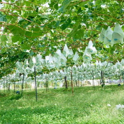 訳ありシャインマスカット3kg(4～6房)