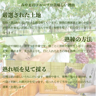 2026年10月上旬から発送予定!長野高山村産 訳あり シャインマスカット1.5kg