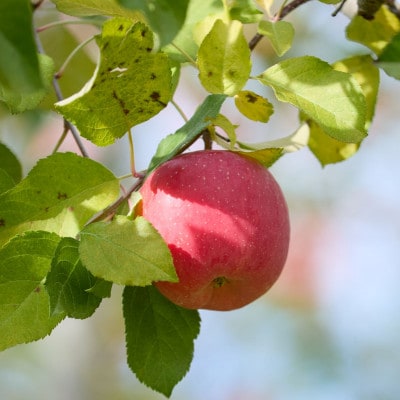 【訳あり】信州高山村産　葉とらずサンふじ　3kg