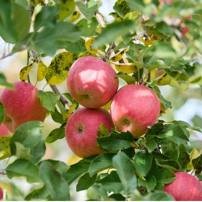 【訳あり】信州高山村産　葉とらずサンふじ　3kg