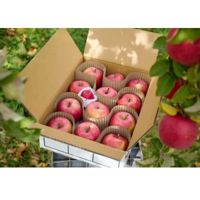 【訳あり】信州高山村産　葉とらずサンふじ　3kg