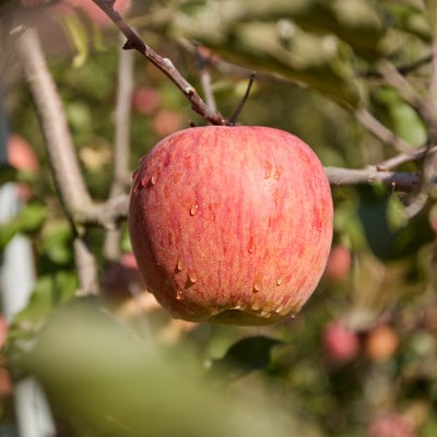 サンふじりんご訳あり計5kg