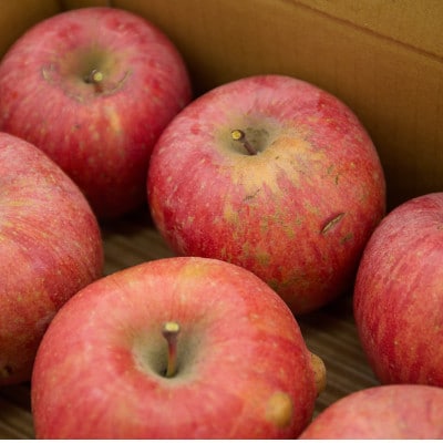 サンふじりんご訳あり計5kg