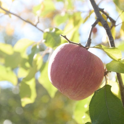 長野県高山村産　サンふじ秀品　5kg