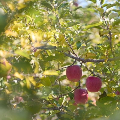 長野県高山村産　サンふじ秀品　5kg