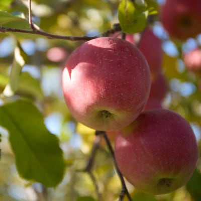 【訳あり】長野県高山村産　サンふじ　5kg