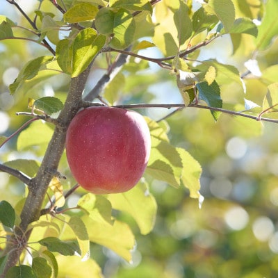 【訳あり】長野県高山村産　サンふじ　5kg