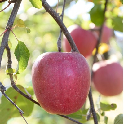 【訳あり】長野県高山村産　サンふじ　5kg