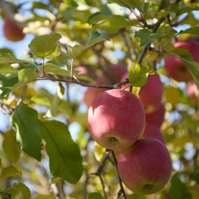 【訳あり】長野県高山村産　サンふじ　3kg