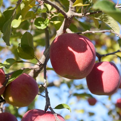 【訳あり】長野県高山村産　サンふじ　3kg