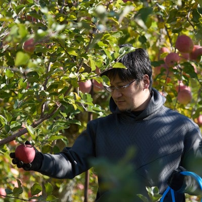 【訳あり】長野県高山村産　サンふじ　3kg