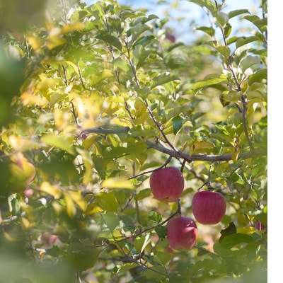 【訳あり】長野県高山村産　サンふじ　3kg