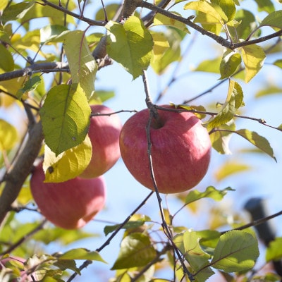 【訳あり】長野県高山村産　サンふじ　10kg
